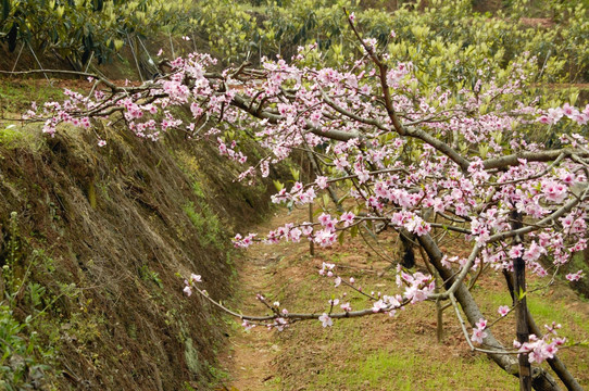 山野桃花开