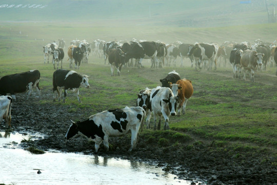 河边喝水的牛群