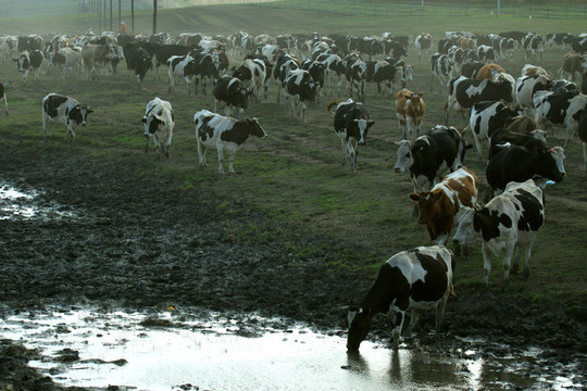 湿地牛群牧归