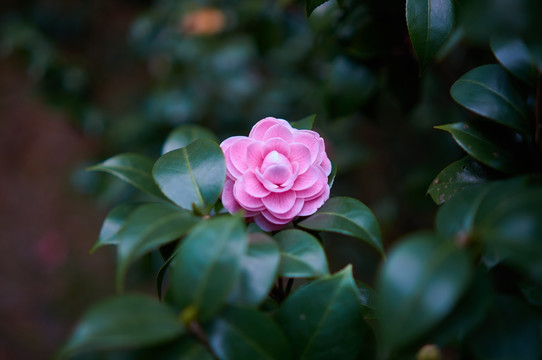 粉红茶花