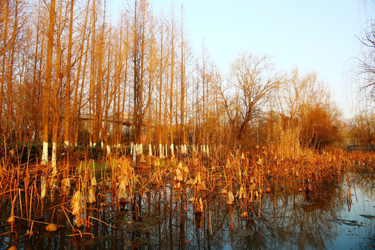 冬季湿地 树林荷塘