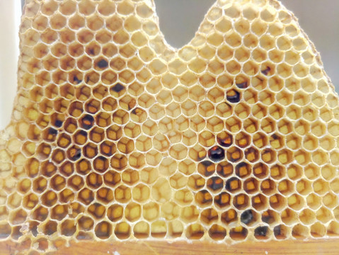蜂巢 蜜蜂 蜂房