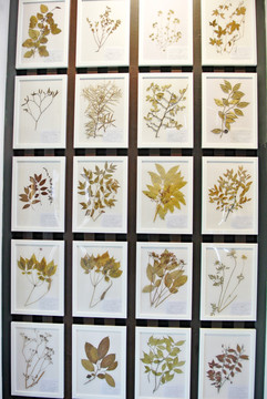 植物标本 中药材标本 艺术墙
