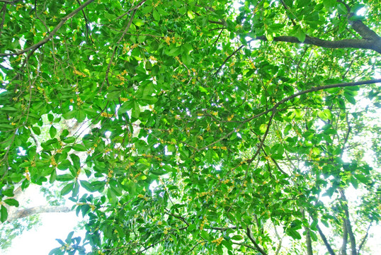 桂花树 阳光树叶 桂花枝条