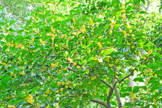 桂花树 阳光树叶 桂花枝条