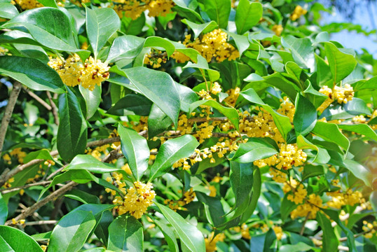 桂花树 阳光树叶 桂花枝条