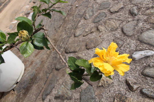 黄花