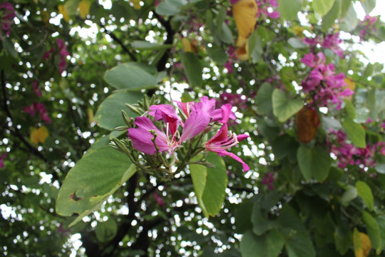开花
