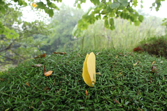 叶子小清新