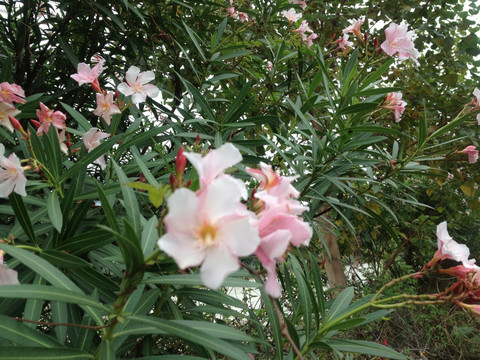 夹竹桃