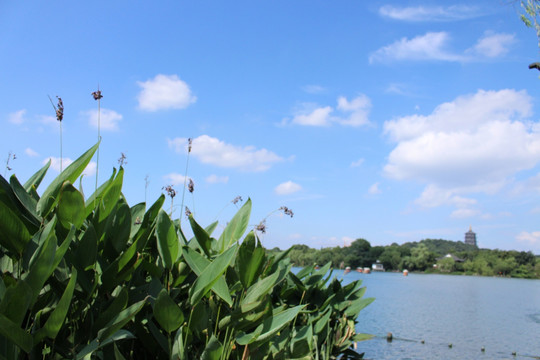 公园风景