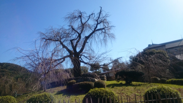 日本大阪樱花信息树