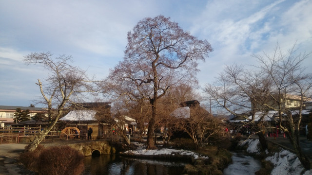 忍野八海树