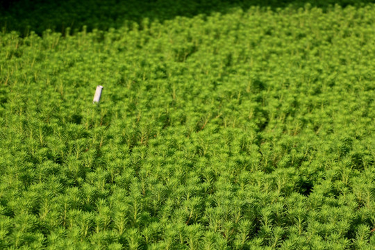 茂盛的翠绿水藻