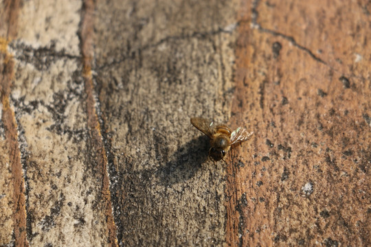 纹理地面上的蜜蜂