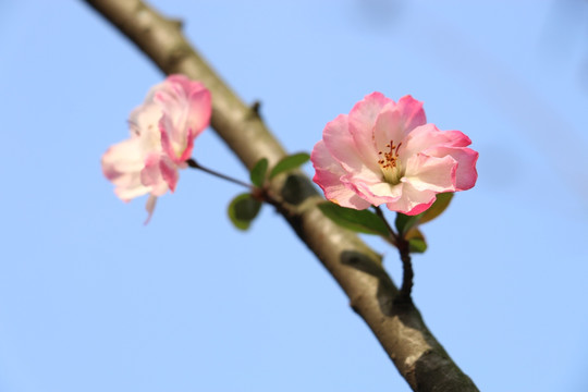 梅花 桃花