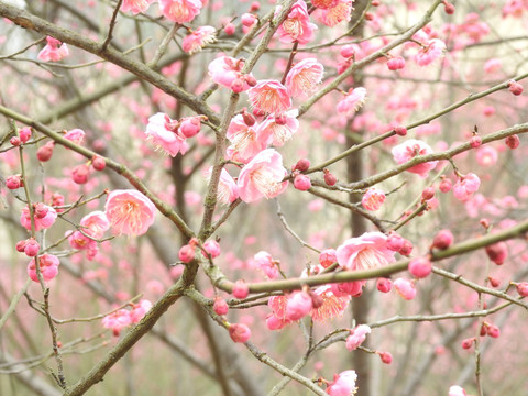 梅花