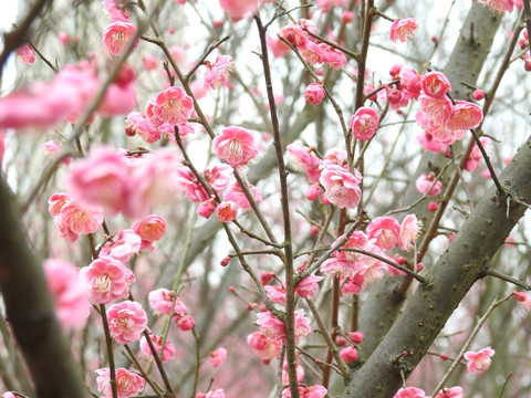 梅花