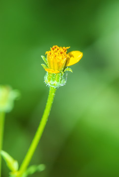 一朵黄花