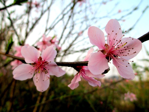 桃花