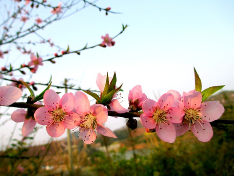 桃花