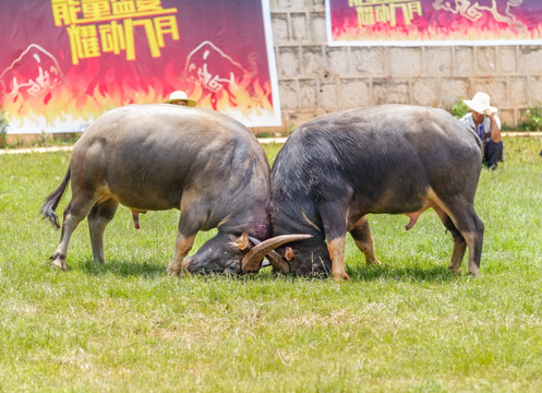 云南撒尼族斗牛