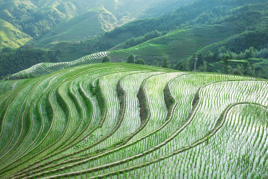 龙脊梯田