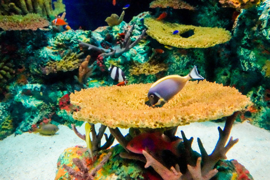 海底世界 海葵 鱼缸背景