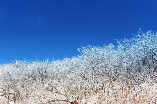 冬日雪景