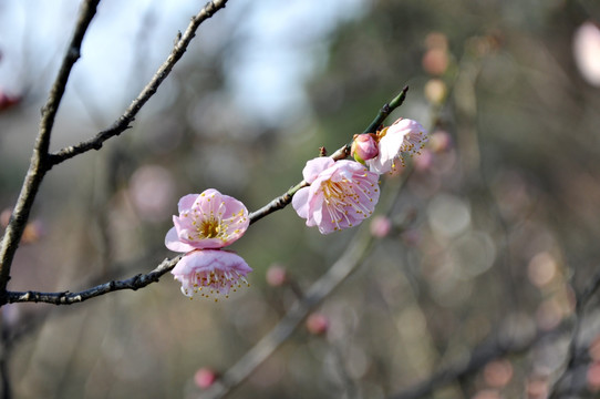 梅花