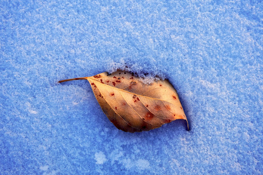 雪地树叶