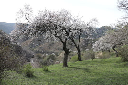 山沟杏林