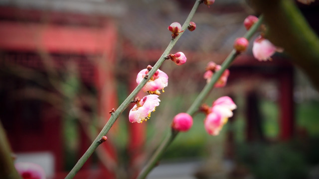 梅花 花枝