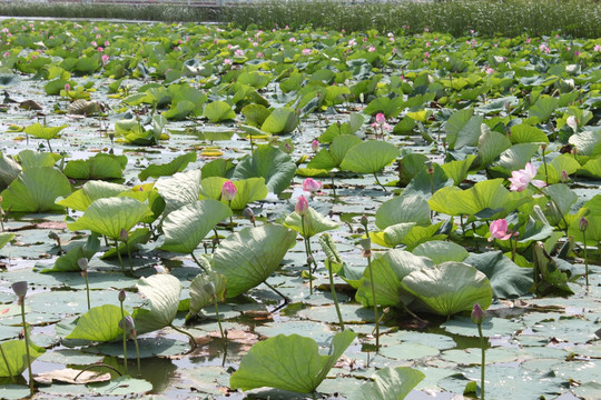 嫩江农场 水上公园 荷花 莲