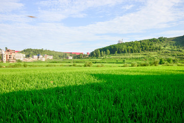 水尾稻田