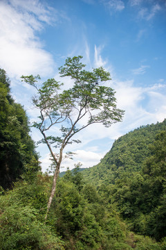 森林植被素材