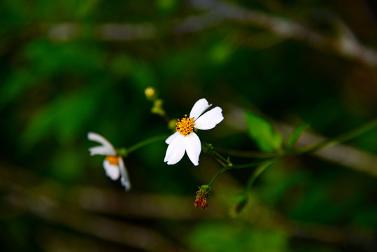 小白花