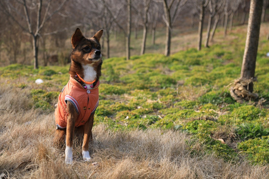 小猎犬 棕色