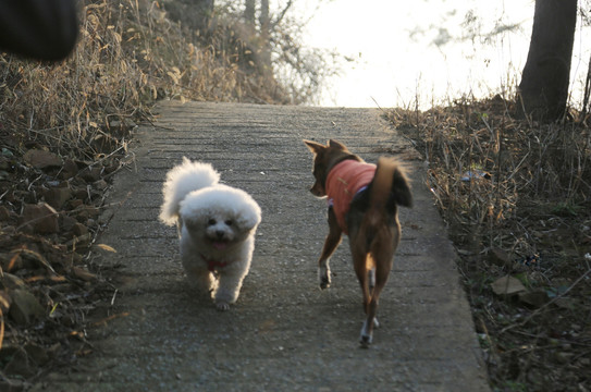 宠物犬 比熊