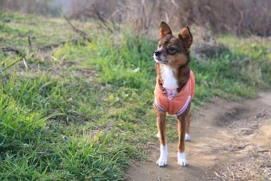 小型犬 小猎犬