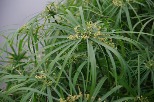 莎草