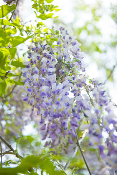 园林绿化 紫藤花