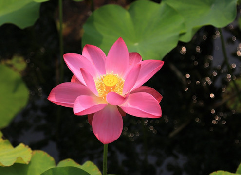 微山湖荷花