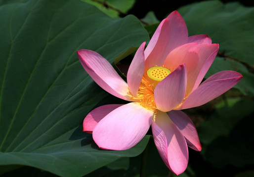 荷花