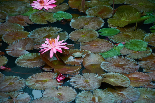 莲花与龟