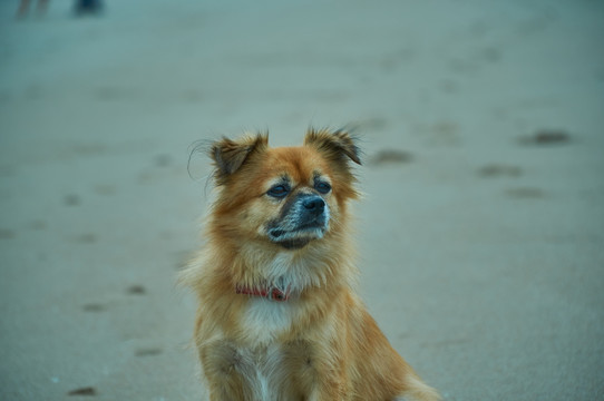 沙滩上玩耍的宠物狗