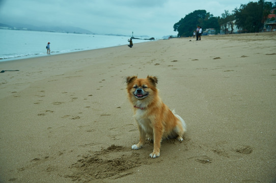 沙滩上的宠物小狗