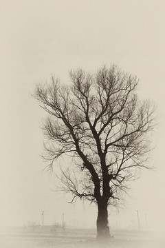 冬天的一棵树