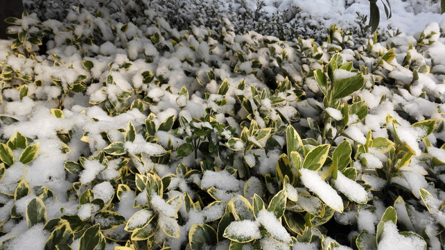 瑞雪兆丰年