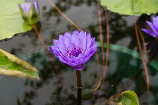 蓝色的荷花